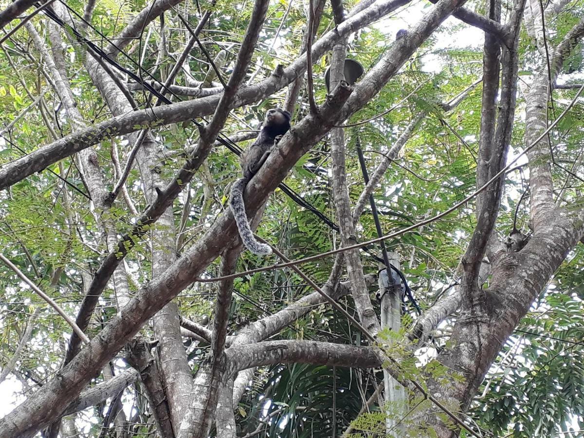 Manjuba Pousada - Taipu de Fora Taipus de Fora Bagian luar foto